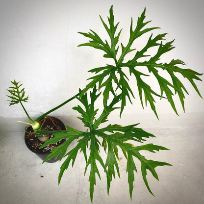 philodendron warscewiczii for sale, philodendron warscewiczii  buy online, philodendron warscewiczii  price, philodendron warscewiczii  shop