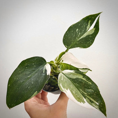 philodendron white wizard for sale, philodendron white wizard buy online, philodendron white wizard price, philodendron white wizard shop