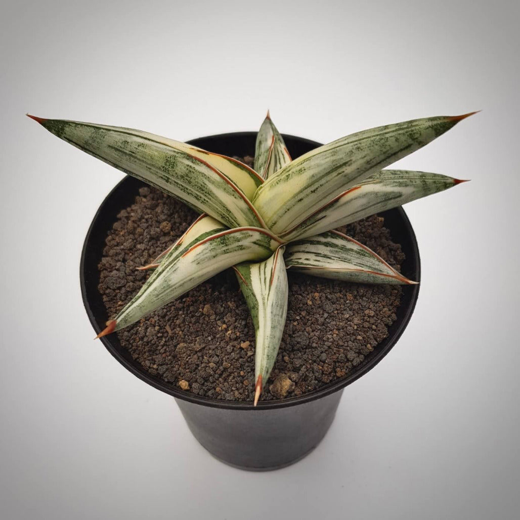 Sansevieria Blue Clone For Sale 