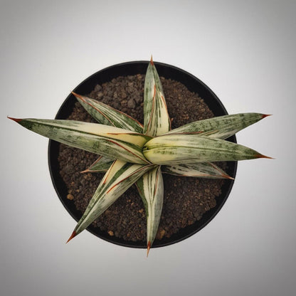 sansevieria blue clone for sale, sansevieria blue clone buy online, sansevieria blue clone price, sansevieria blue clone shop