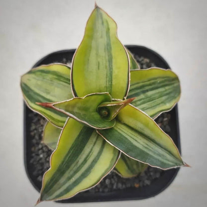 sansevieria blue leaf for sale, sansevieria blue leaf buy online, sansevieria blue leaf price, sansevieria blue leaf shop