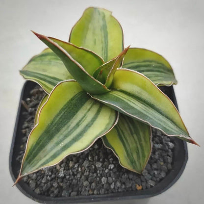 sansevieria blue leaf for sale, sansevieria blue leaf buy online, sansevieria blue leaf price, sansevieria blue leaf shop