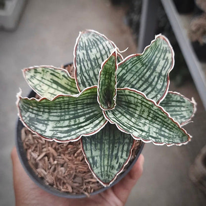 sansevieria cleopatra for sale, sansevieria cleopatra buy online, sansevieria cleopatra price, sansevieria cleopatra shop