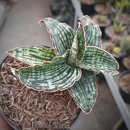 sansevieria cleopatra for sale, sansevieria cleopatra buy online, sansevieria cleopatra price, sansevieria cleopatra shop