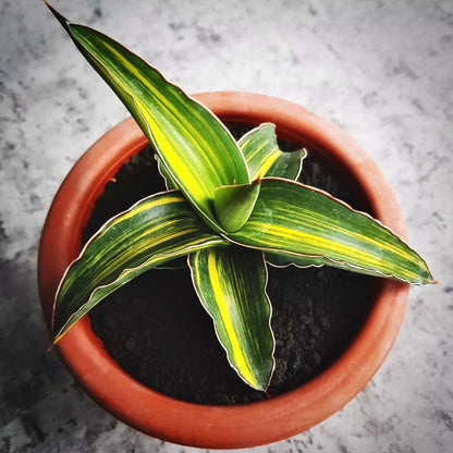 sansevieria dark green clone for sale, sansevieria dark green clone buy online, sansevieria dark green clone  price, sansevieria dark green clone shop