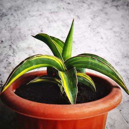 sansevieria dark green clone for sale, sansevieria dark green clone buy online, sansevieria dark green clone  price, sansevieria dark green clone shop