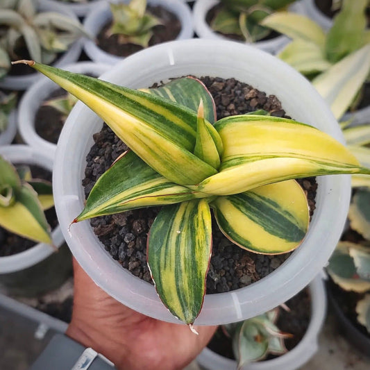 sansevieria ed ebby for sale, sansevieria ed ebby buy online, sansevieria ed ebby price, sansevieria ed ebby shop