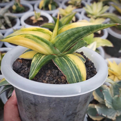 sansevieria ed ebby for sale, sansevieria ed ebby buy online, sansevieria ed ebby price, sansevieria ed ebby shop