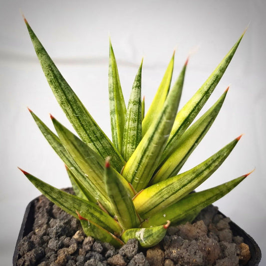 sansevieria francisii variegata for sale, sansevieria francisii variegata  buy online, sansevieria francisii variegata  price, sansevieria francisii variegata shop