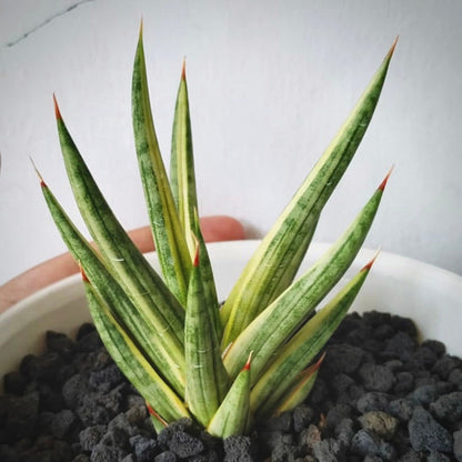 sansevieria francisii variegata for sale, sansevieria francisii variegata  buy online, sansevieria francisii variegata  price, sansevieria francisii variegata shop