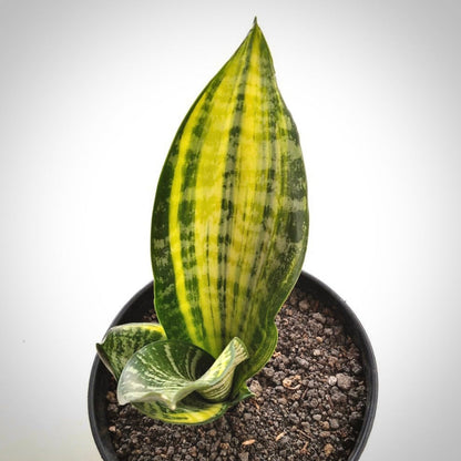 sansevieria futura variegata for sale, sansevieria futura variegata  buy online, sansevieria futura variegata  price, sansevieria futura variegata shop