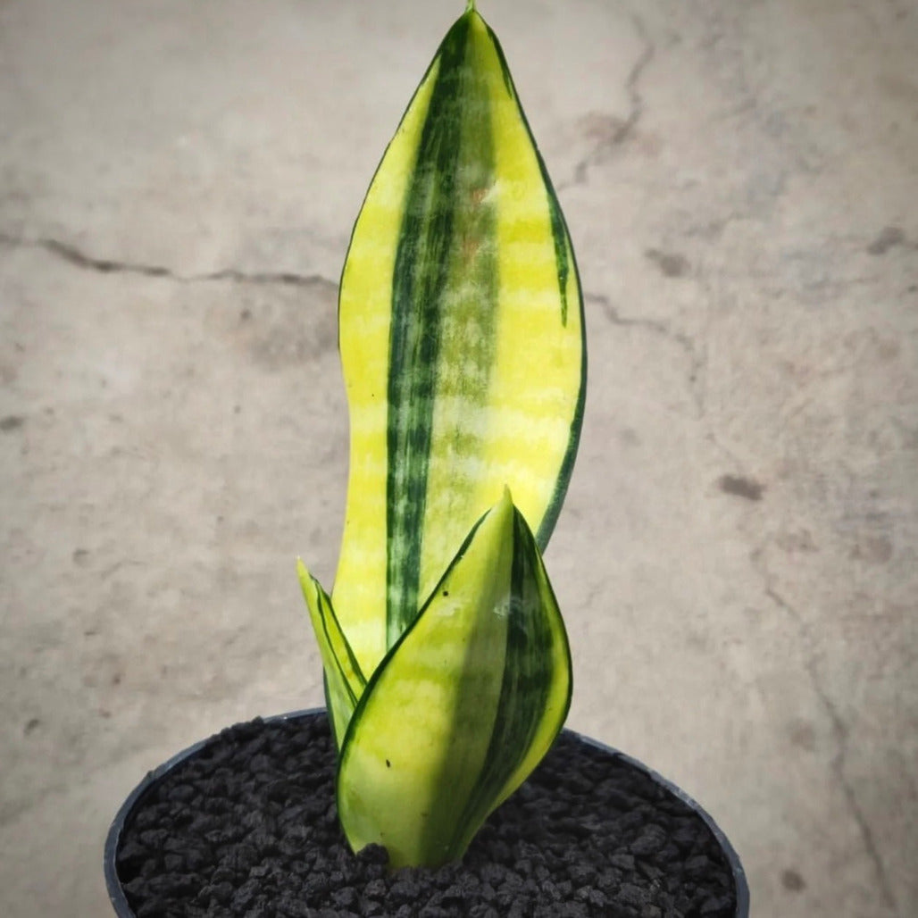 sansevieria futura variegata for sale, sansevieria futura variegata  buy online, sansevieria futura variegata  price, sansevieria futura variegata shop