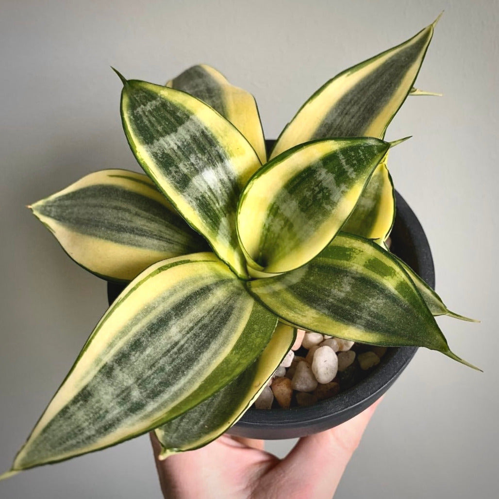 sansevieria golden hanii for sale, sansevieria golden hanii buy online, sansevieria golden hanii price, sansevieria golden hanii shop