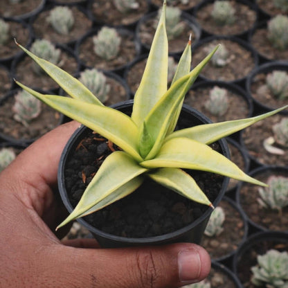 sansevieria gracillima variegata for sale, sansevieria gracillima variegata buy online, sansevieria gracillima variegata price, sansevieria gracillima variegata shop