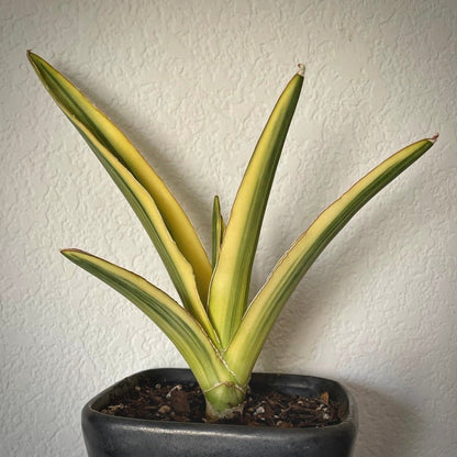 sansevieria katana variegata for sale, sansevieria katana variegata buy online, sansevieria katana variegata price, sansevieria katana variegata shop