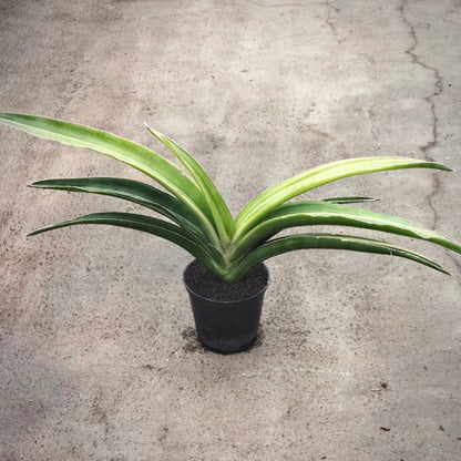 sansevieria katana variegata for sale, sansevieria katana variegata buy online, sansevieria katana variegata price, sansevieria katana variegata shop