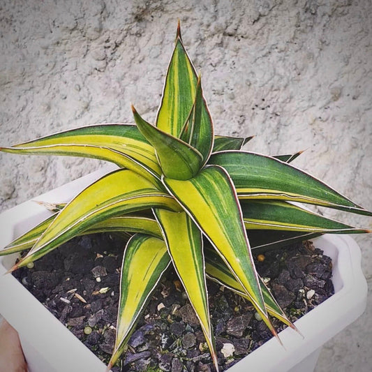 sansevieria lavranos variegata for sale, sansevieria lavranos variegata buy online, sansevieria lavranos variegata price, sansevieria lavranos variegata shop