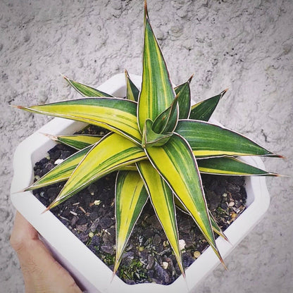 sansevieria lavranos variegata for sale, sansevieria lavranos variegata buy online, sansevieria lavranos variegata price, sansevieria lavranos variegata shop