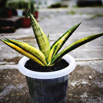 sansevieria marsha anjani for sale, sansevieria marsha anjani buy online, sansevieria marsha anjani price, sansevieria marsha anjani shop