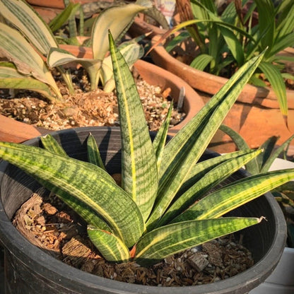 sansevieria marsha anjani for sale, sansevieria marsha anjani buy online, sansevieria marsha anjani price, sansevieria marsha anjani shop