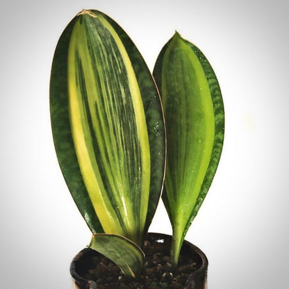 sansevieria masoniana variegata for sale, sansevieria masoniana variegata buy online, sansevieria masoniana variegata price, sansevieria masoniana variegata shop