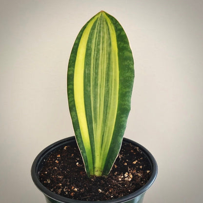 sansevieria masoniana variegata for sale, sansevieria masoniana variegata buy online, sansevieria masoniana variegata price, sansevieria masoniana variegata shop