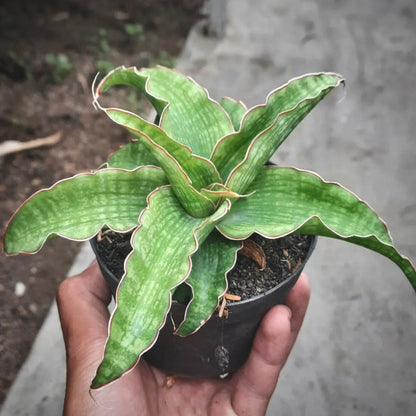 sansevieria nalika for sale, sansevieria nalika  buy online, sansevieria nalika price, sansevieria nalika  shop