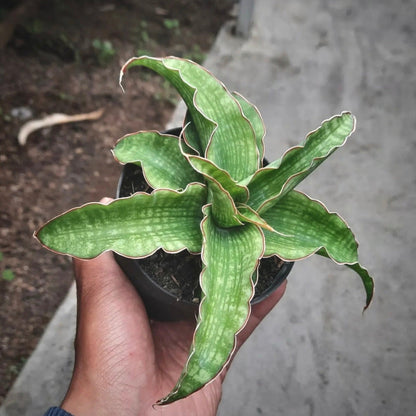 sansevieria nalika for sale, sansevieria nalika  buy online, sansevieria nalika price, sansevieria nalika  shop