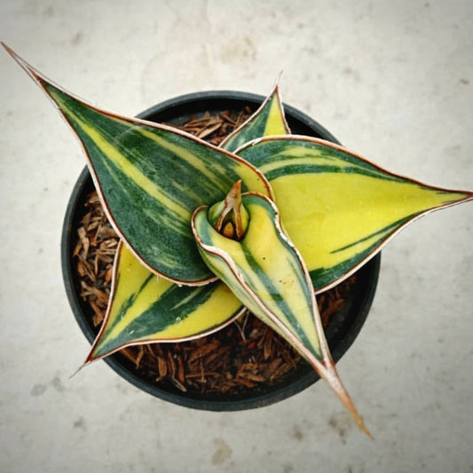 sansevieria pinguicula variegata for sale, sansevieria pinguicula variegata buy online, sansevieria pinguicula variegata price, sansevieria pinguicula variegata shop