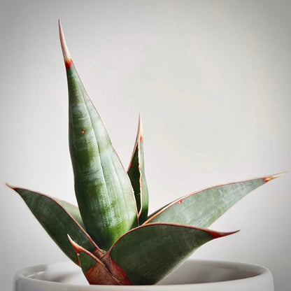 sansevieria pinguicula for sale, sansevieria pinguicula buy online, sansevieria pinguicula price, sansevieria pinguicula shop