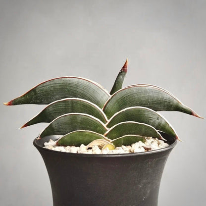 sansevieria rorida for sale, sansevieria rorida buy online, sansevieria rorida price, sansevieria rorida shop