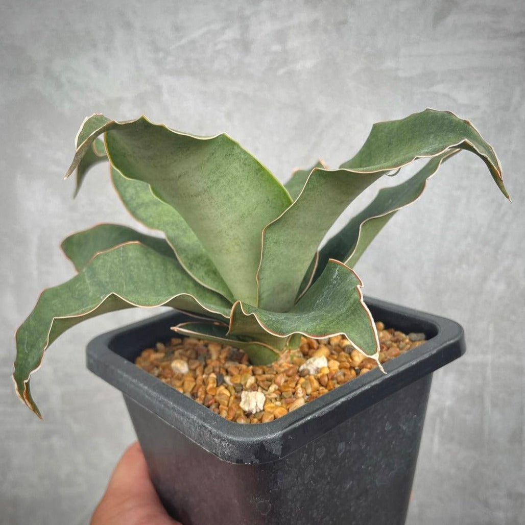 sansevieria rosalie for sale, sansevieria rosalie buy online, sansevieria rosalie price, sansevieria rosalie shop