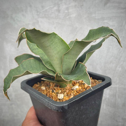 sansevieria rosalie for sale, sansevieria rosalie buy online, sansevieria rosalie price, sansevieria rosalie shop