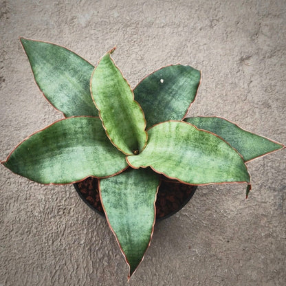 sansevieria rosalie for sale, sansevieria rosalie buy online, sansevieria rosalie price, sansevieria rosalie shop