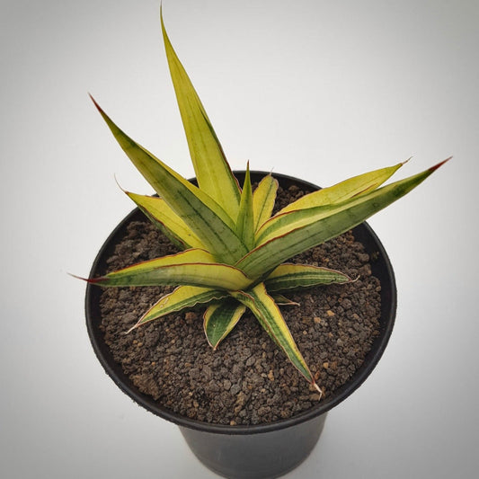 sansevieria royal crown variegata for sale, sansevieria royal crown variegata buy online, sansevieria royal crown variegata price, sansevieria royal crown variegata shop