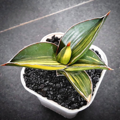 sansevieria samurai dwarf variegata for sale, sansevieria samurai dwarf variegata buy online, sansevieria samurai dwarf variegata price, sansevieria samurai dwarf variegata shop