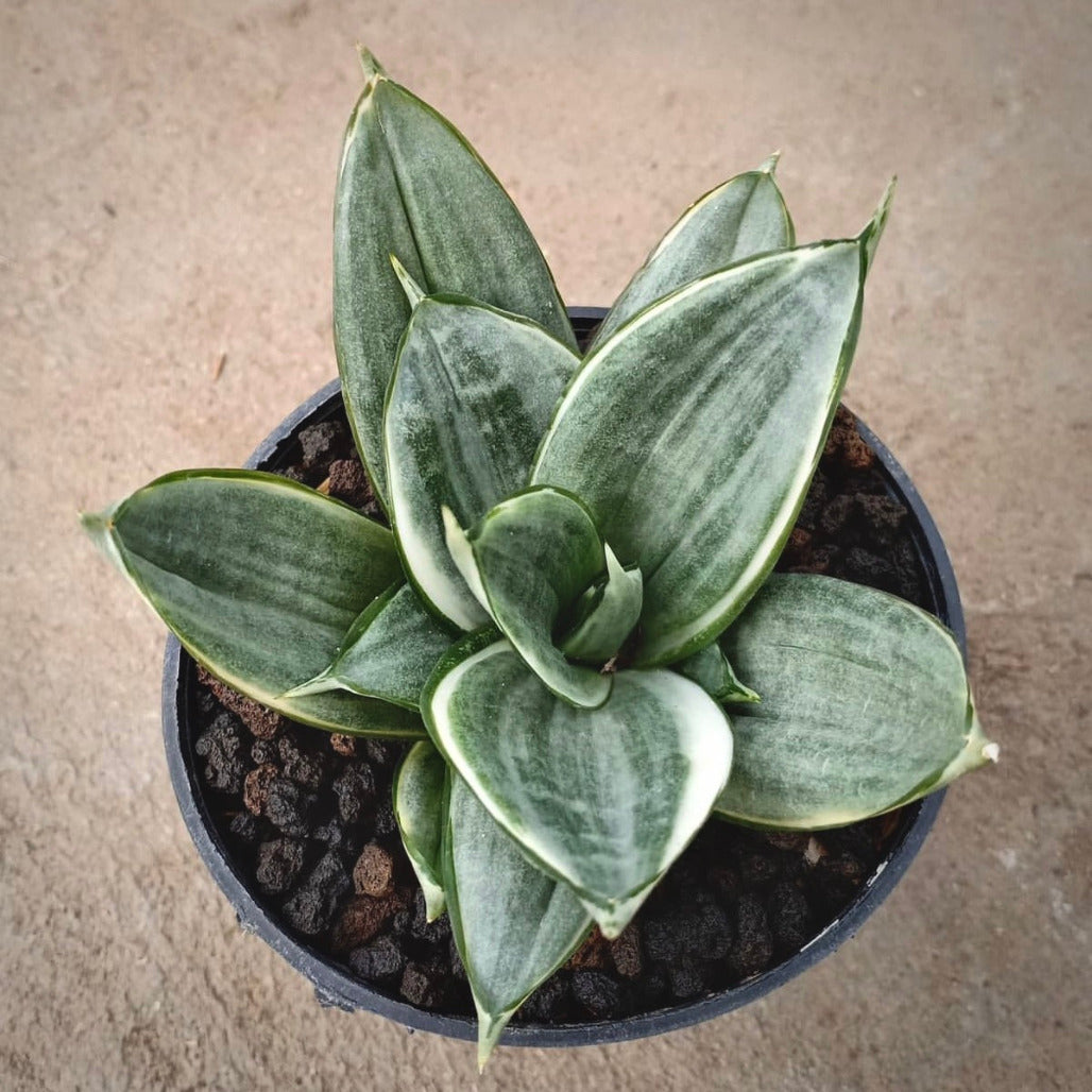 sansevieria silver frost for sale, sansevieria silver frost buy online, sansevieria silver frost price, sansevieria silver frost shop