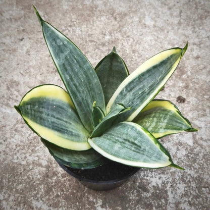 sansevieria silver frost for sale, sansevieria silver frost buy online, sansevieria silver frost price, sansevieria silver frost shop