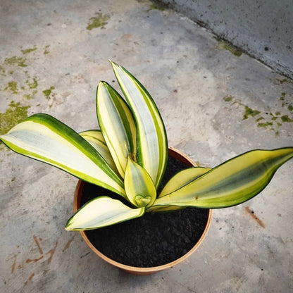 sansevieria splash for sale, sansevieria splash buy online, sansevieria splash price, sansevieria splash shop