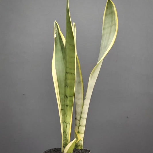 sansevieria stover for sale, sansevieria stover buy online, sansevieria stover price, sansevieria stover shop