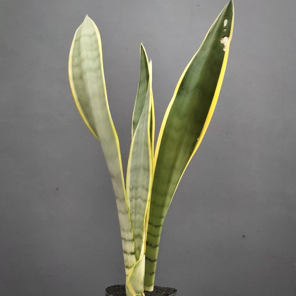 sansevieria stover for sale, sansevieria stover buy online, sansevieria stover price, sansevieria stover shop