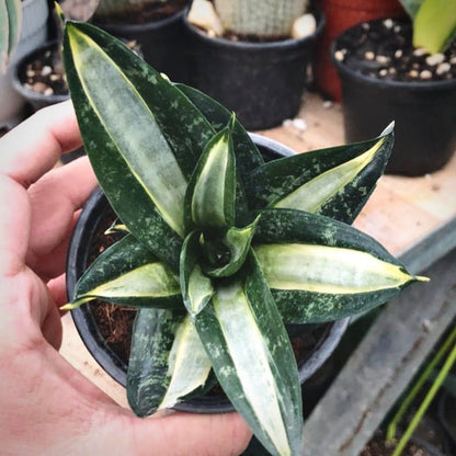 sansevieria streaker for sale, sansevieria streaker buy online, sansevieria streaker price, sansevieria streaker shop