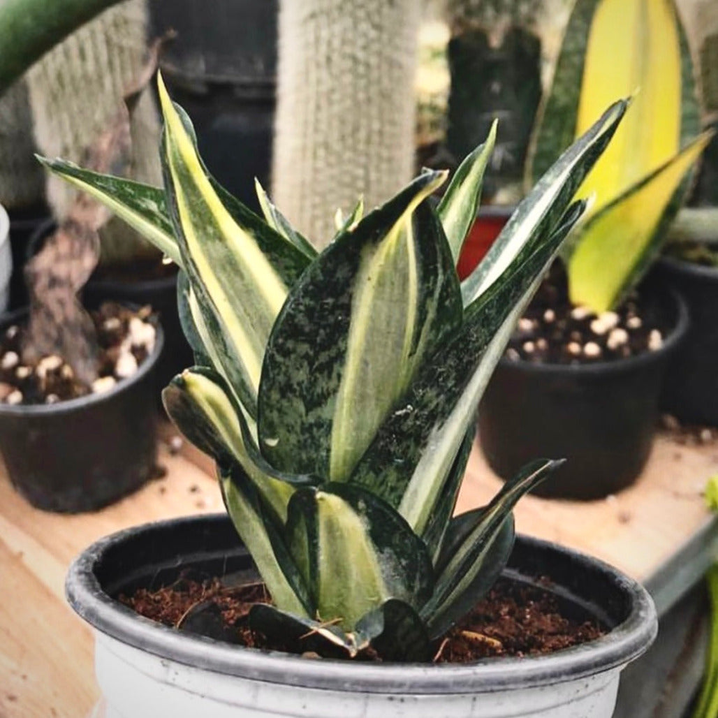 sansevieria streaker for sale, sansevieria streaker buy online, sansevieria streaker price, sansevieria streaker shop