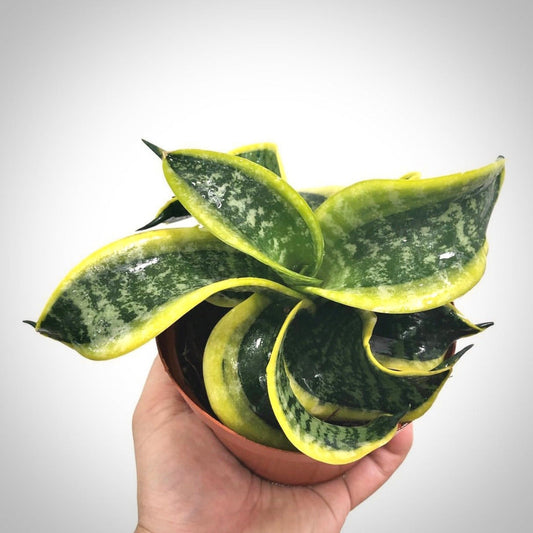 sansevieria twister tsunami for sale, sansevieria twister tsunami buy online, sansevieria twister tsunami price, sansevieria twister tsunami shop