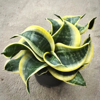 sansevieria twister tsunami for sale, sansevieria twister tsunami buy online, sansevieria twister tsunami price, sansevieria twister tsunami shop