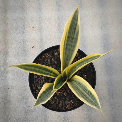 sansevieria yellow thrive for sale, sansevieria yellow thrive buy online, sansevieria yellow thrive price, sansevieria yellow thrive shop