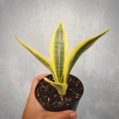 sansevieria yellow thrive for sale, sansevieria yellow thrive buy online, sansevieria yellow thrive price, sansevieria yellow thrive shop