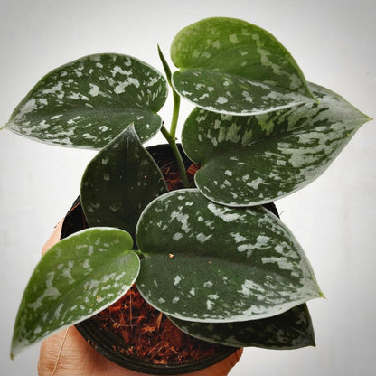 scindapsus silvery ann for sale, scindapsus silvery ann buy online, scindapsus silvery ann price, scindapsus silvery ann shop