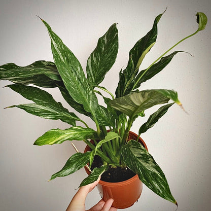 spathiphyllum diamond for sale, spathiphyllum diamond buy online, spathiphyllum diamond price, spathiphyllum diamond shop