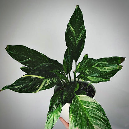 spathiphyllum diamond for sale, spathiphyllum diamond buy online, spathiphyllum diamond price, spathiphyllum diamond shop